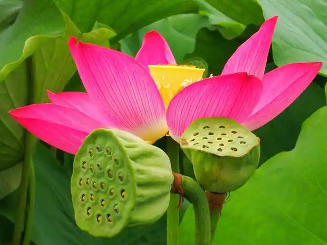 清水出芙蓉,天然去雕饰.荷花专辑~2020.7 - 美篇