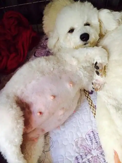 一般来说,狗狗在交配后的2到3周会出现妊娠反应,乳房和肚子逐渐变大