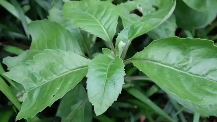 灯心草的功效与作用有清心夜啼用灯芯草一扎