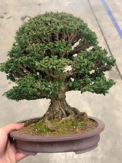 石化檜老树#微型盆景  #盆景艺术  #日本精品盆景