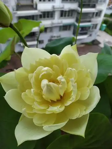 黄荷花一一你开起来真好看!