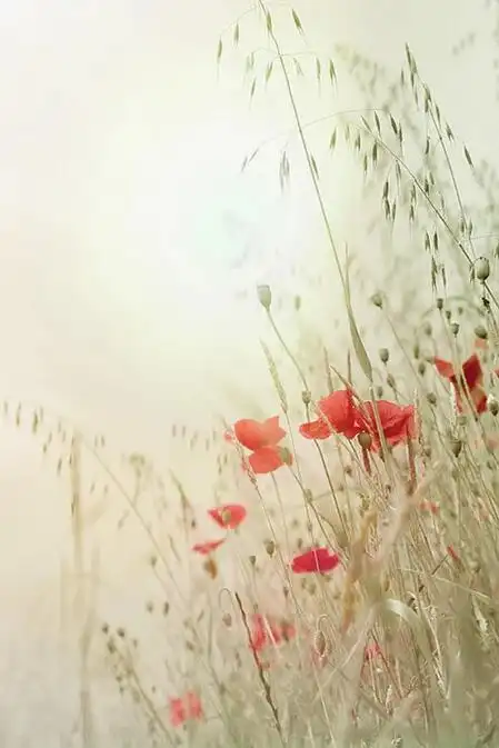 干净透彻极致的图片,唯美意境图片清新淡雅