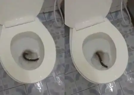 外国住宅马桶中现巨型蜈蚣网友惊呼可怕