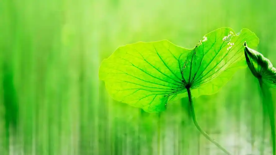电脑壁纸 花卉 植物 小清新荷叶