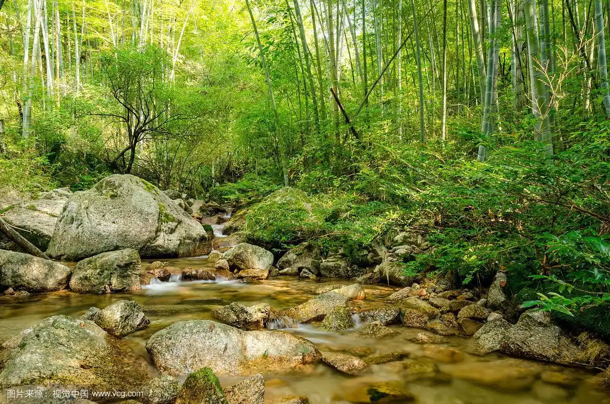 九嶷山景区小溪边的竹林