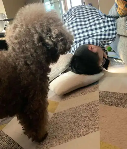 感觉我家狗子培养了新一代的工具人图一是20年我老公给它找小鸭子的