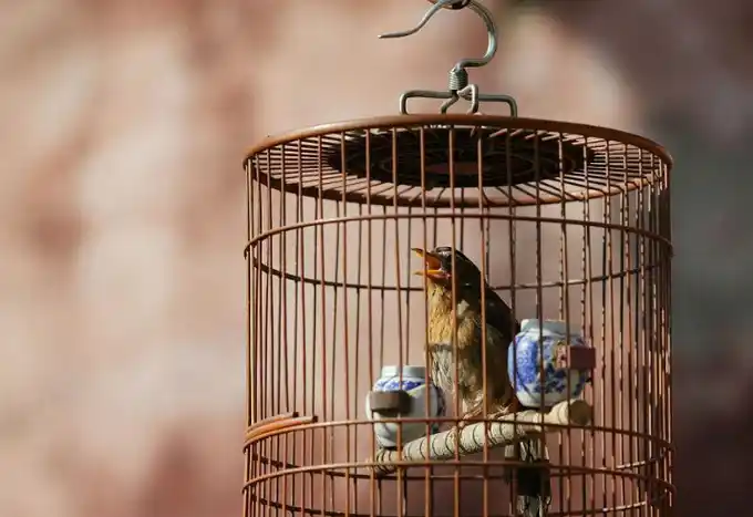 鸟类_笼子_拉塔斯