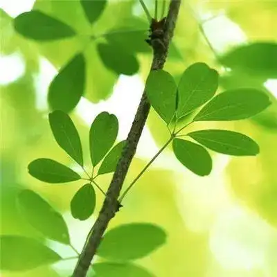 微信最吉利的好看头像风景绿植