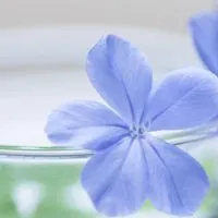 微信头像风景图片花草 清新好看的头像图片风景花草图片