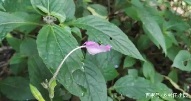 大名鼎鼎的白接骨,药典记载可治断指再植,长在路边,竟无人认得