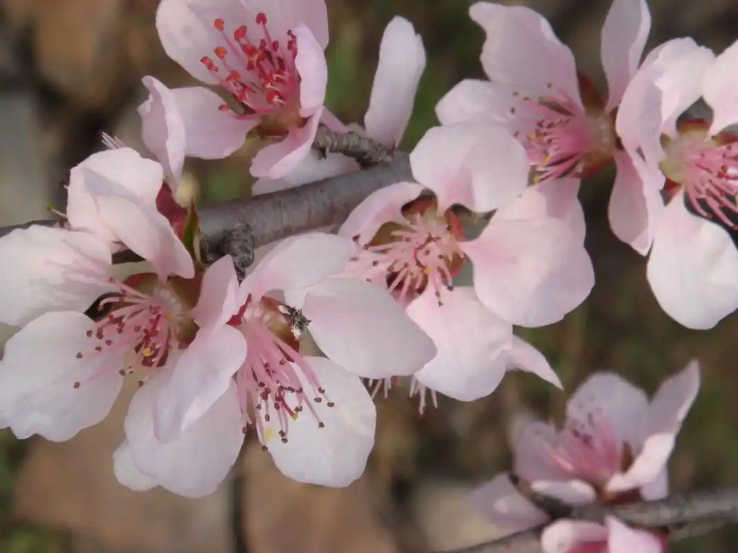 杏花:中国传统花木,十二花神之二月花