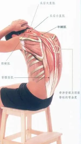 全世界 晚安斜方肌拉伤,休息几天,以舒缓为主吧