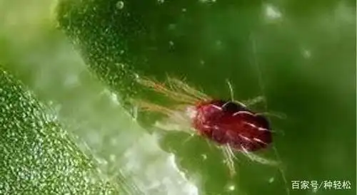 「种轻松」红蜘蛛防得住,收果有钱数——柑橘红蜘蛛防治方法推荐