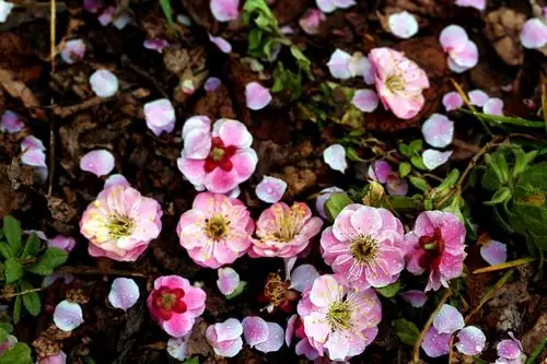梅花是中国十大名花之首,与兰花,竹子,菊花一起列为"四君子",与松,竹