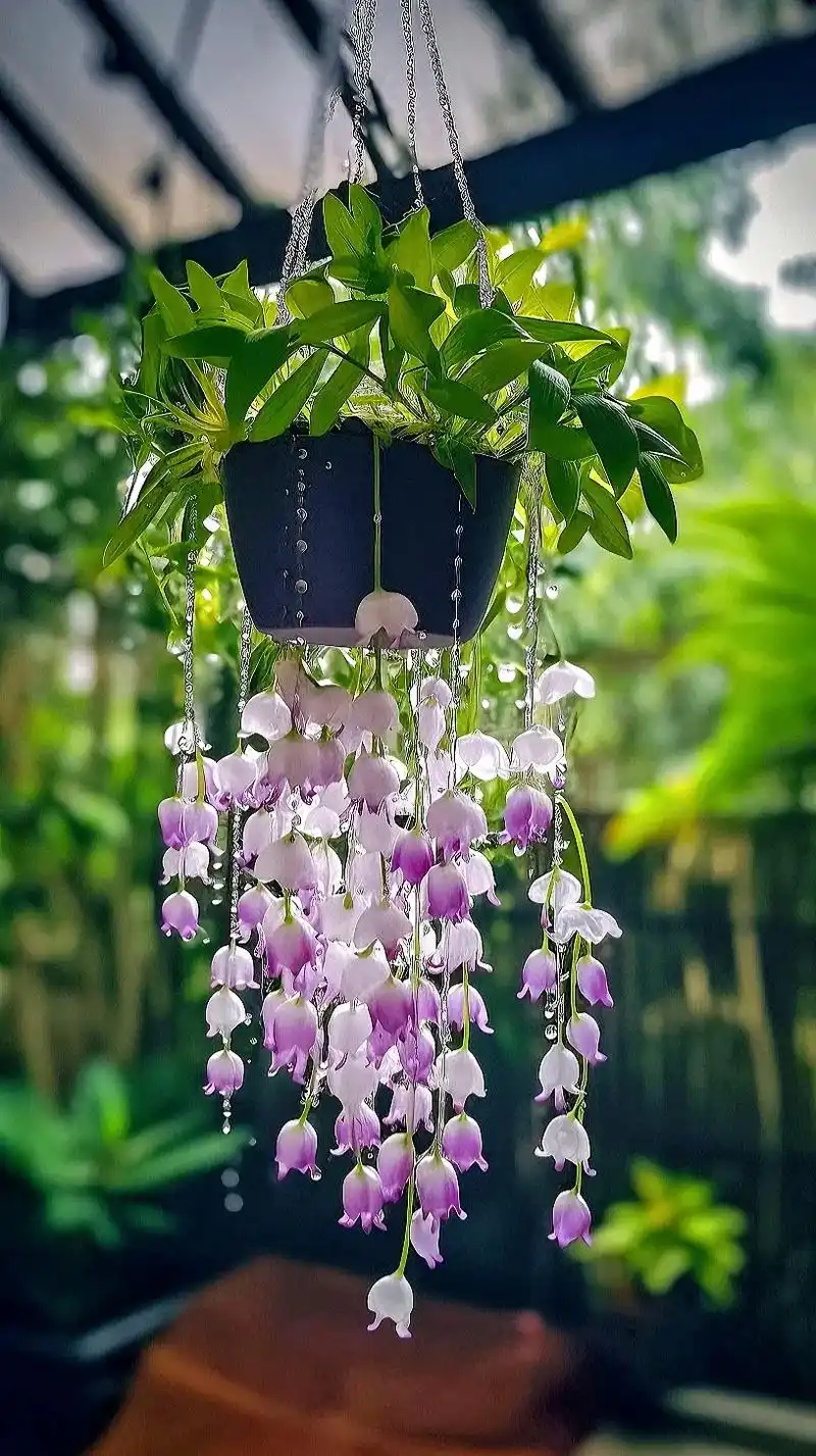 铃兰花花语:幸福归来.我走了那么远 的路,百转干回,只为与你 - 抖音