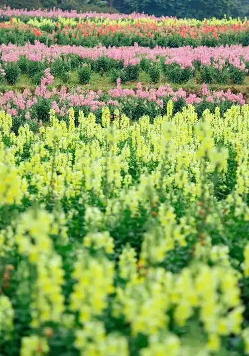强势刷屏南宁你是真火了偶遇明星高发季到了你还不赶紧来打卡