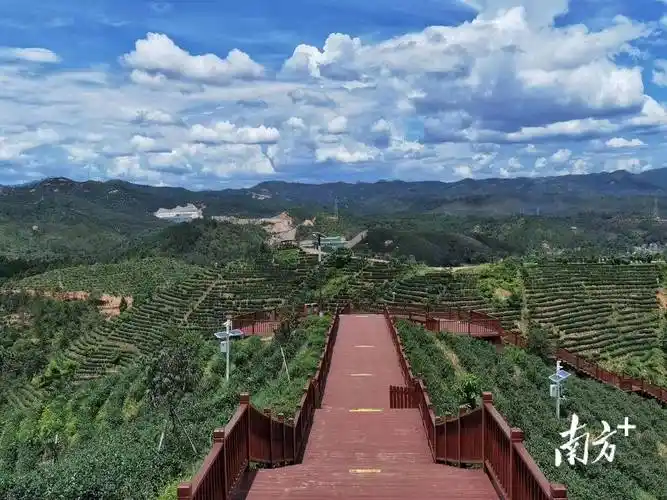 河源茶场看个够紫金篇