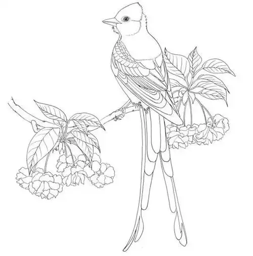 100种鸟类的线描稿,收藏!_国画微学堂_零二七艺考