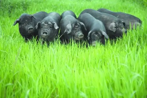 黑毛猪儿回来了