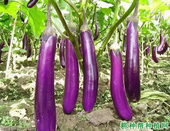 惠宝紫红茄茄子品种好不好