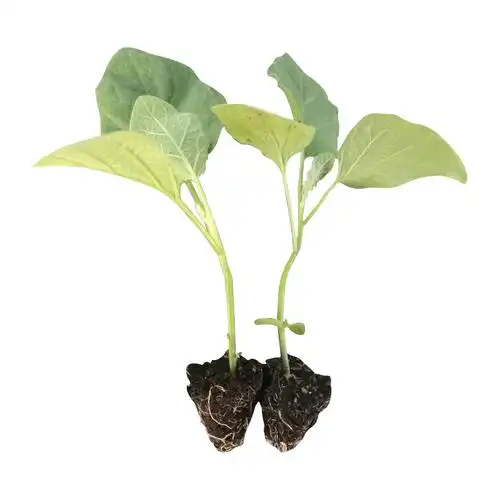 茄子苗绿长茄圆茄白烧烤茄秧四季盆栽蔬菜种子家庭园艺种子