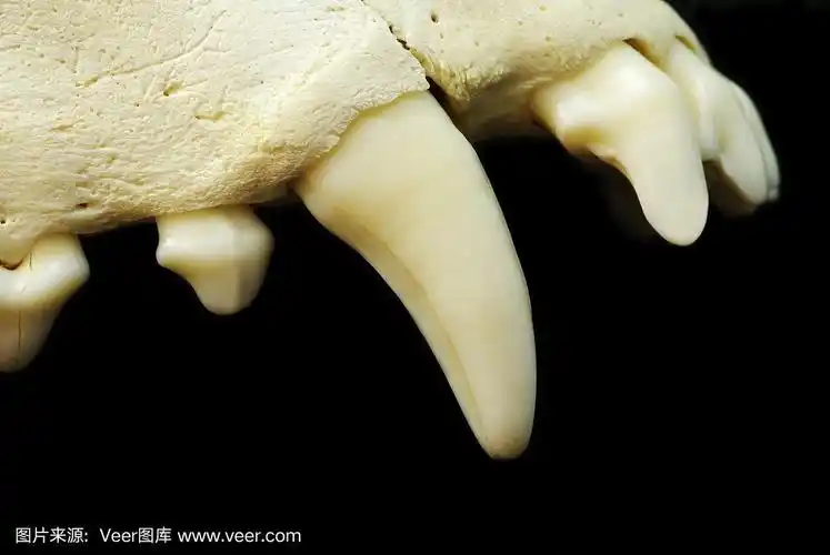 犬科的,尖牙,生物学,口腔卫生,形态学