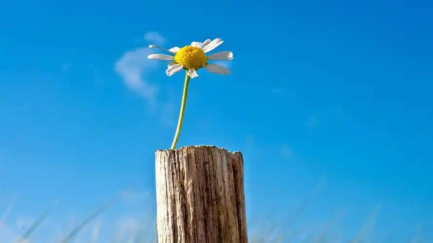 孤独的花,洋甘菊,天空,蓝色,树桩 壁纸