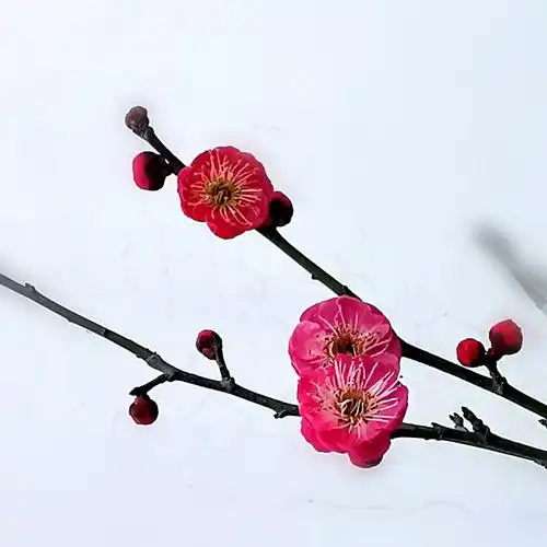 梅花绽放贺新春