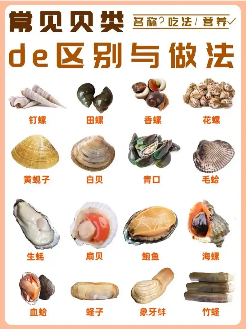 贝壳的吃法与营养海鲜贝壳的做法大全.#图文伙伴计划 #美食图 - 抖音