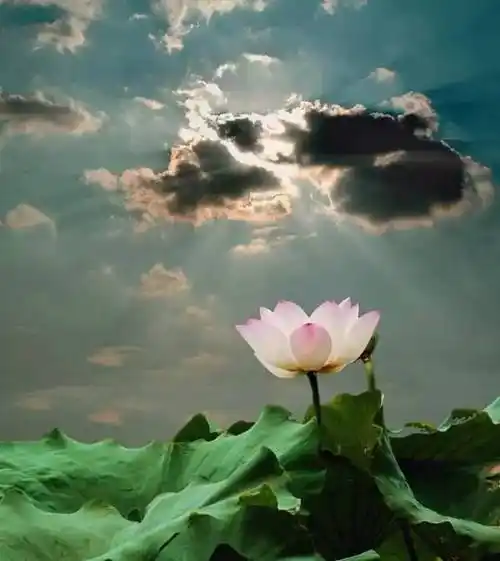 素材丨禅定无烦恼心如莲花开