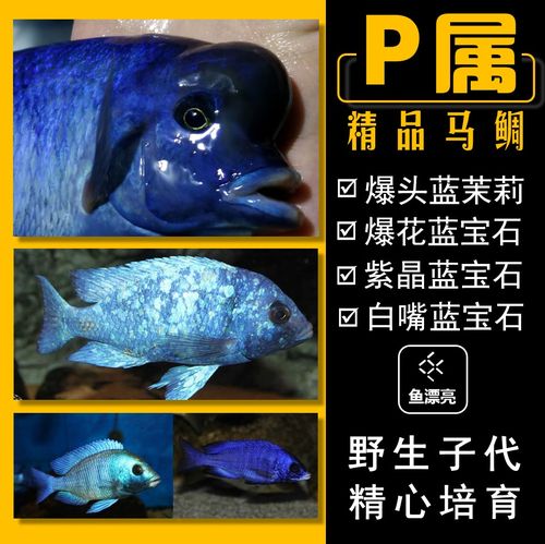 三湖慈鲷蓝茉莉鱼马雕爆花蓝宝石 白嘴蓝宝石紫晶蓝宝石鱼