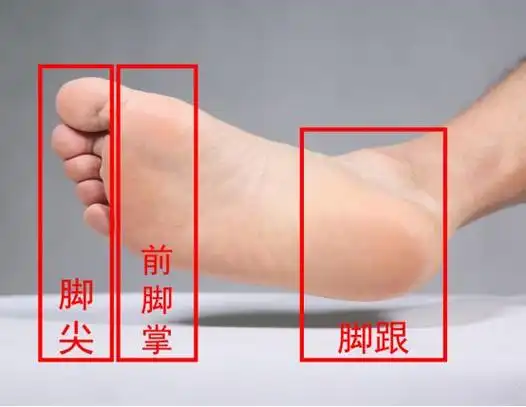 ▼从下图中可以清晰看到脚尖,前脚掌,中足,脚跟,究竟指的是足底什么