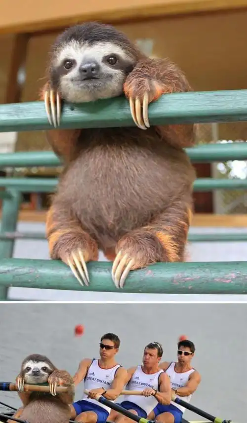 世界上长的最搞笑的动物