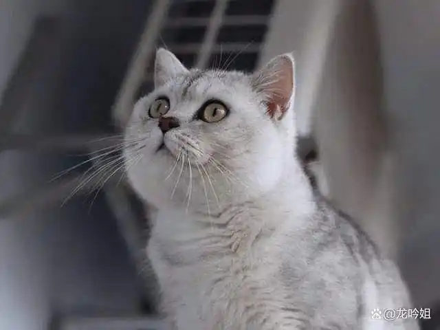 英短银渐层品相怎么看