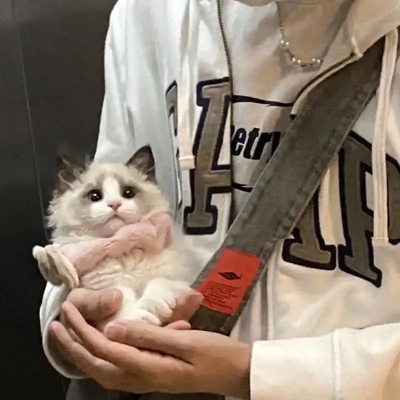 猫头像 #男生头像 #抱猫男生头像  - 抖音