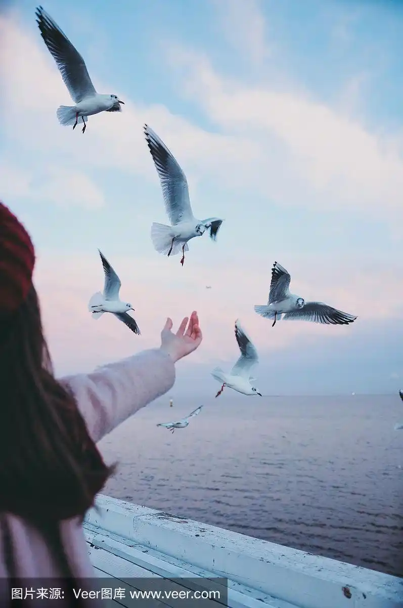 冬天码头上的女孩和海鸥在一起