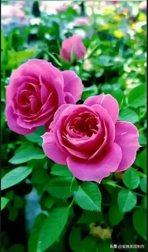 花草图片,一花一世界(花草图片自然风景)