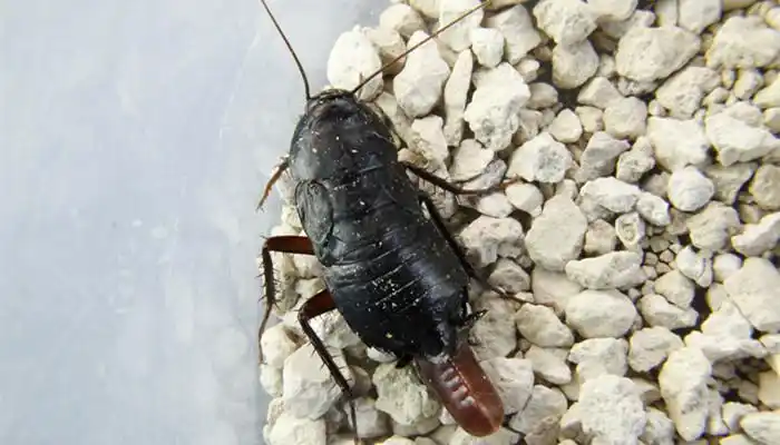 害虫和益虫分别有哪些害虫和益虫有哪些