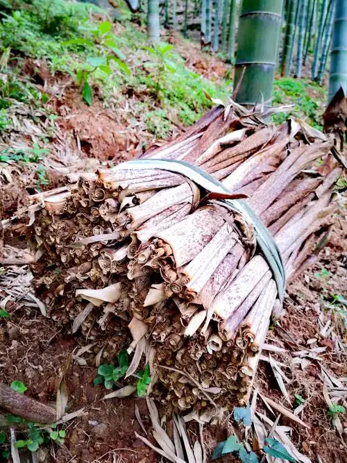 难忘儿时拾过的笋壳叶