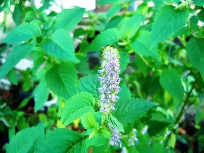 每天一味中草药:香薷,治疗伏天感冒的草药