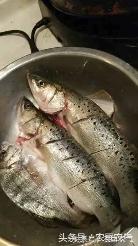 布嘎浪子,就是没长大的黑鲷鱼,18元一斤.卖鱼大姐还给了一条小石浆鱼.