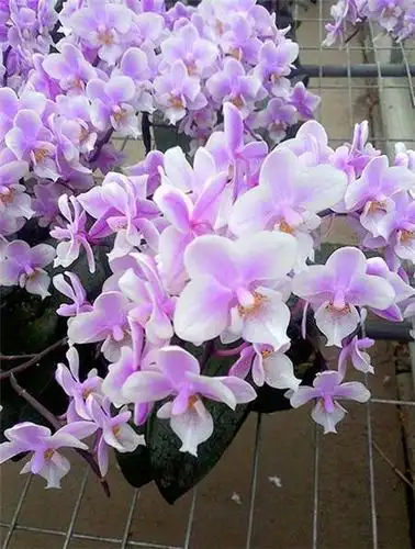 蝴蝶兰灰霉病症状识别与防治