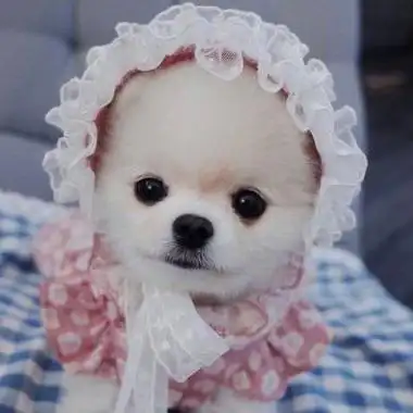 可爱狗狗萌宠图片头像