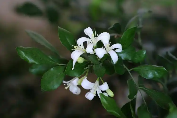 馨香沁心的七里香