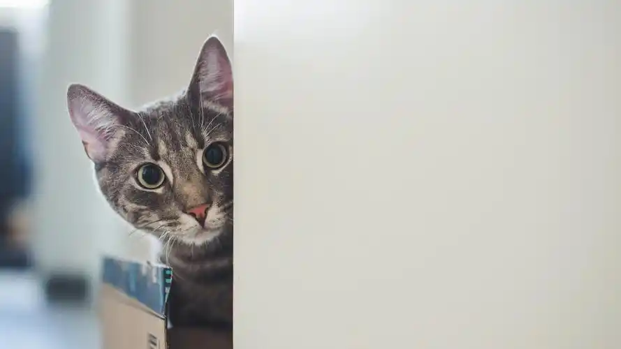 53m上传时间:2020-06-16壁纸标签:猫4k壁纸封面图简介:猫壁纸【585】