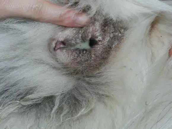 我家母犬下面流出黄绿色粘液是怎么啦?