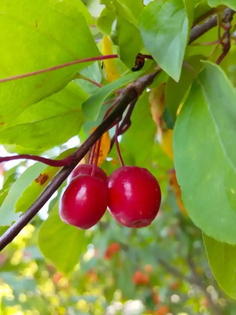 亚当海棠果.#上热门 #原创作品 #风景 #大自然的馈赠 # - 抖音