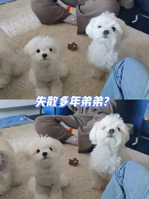 梦中情狗了忽然怀念以前小时候短腿毛绒绒小奶狗#马尔济斯  #狗狗日常