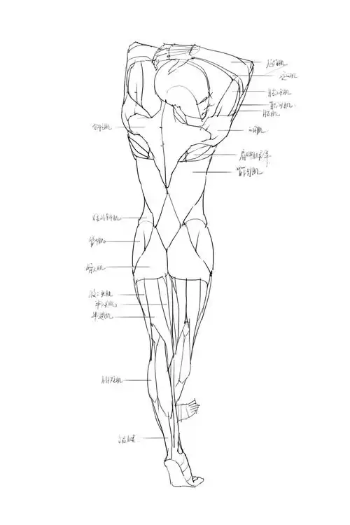 绘画技能提升全部人体肌肉部分名称篇11