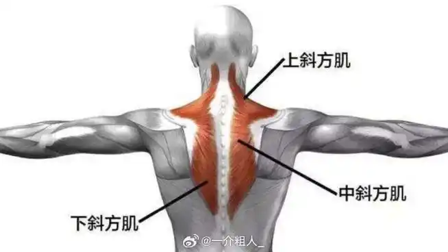 斜方肌##溜肩##体态纠正##健身
